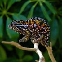 CHAMELEON SCREEN