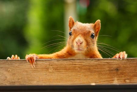 Where's The Fruitcake? - fence, looking for nuts, wants fruitcake, cute, red squirel