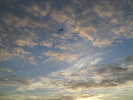 Morning Sky - sky, beach, bird, clouds