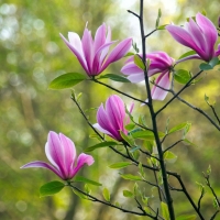 Magnolia