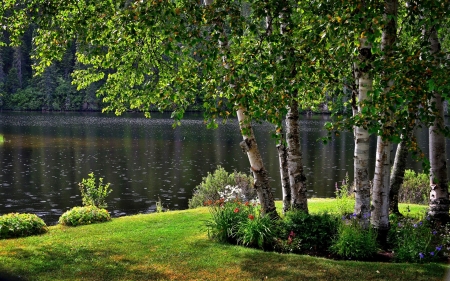 Birches by the Water - trees, water, park, birches, pond