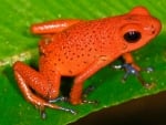 STRAWBERRY POISON FROG