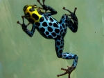 POISON DART FROG