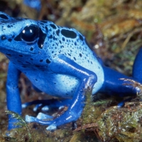 PRETTY BLUE FROG