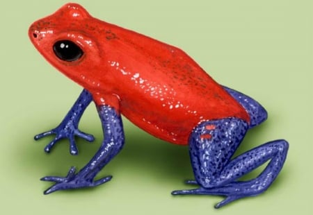 POISON FROG - dart, image, poison, frog