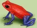 POISON FROG