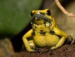 CUTE YELLOW FROG