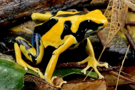 DART FROG - dart, image, poison, frog