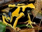 DART FROG