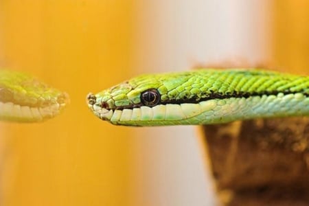 WATCHING REFLECTION - REPTILE, IMAGE, REFLECTION, SNAKE