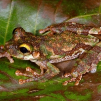 Forest Bromeliad Tree Frog