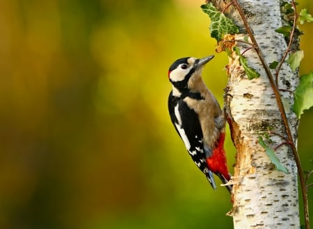 Woodpecker - bird, black, red, padare, ciocanitoate, woodpecker, tree