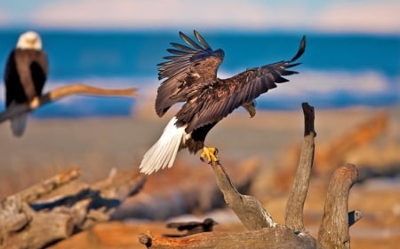 Beach Eagle - eagle, water, wings, animal, sea, bird