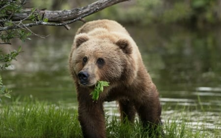 Bear - bear, urs, animal, water, green, brown