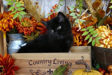 Autumn kitty - sweet, cat, flowers, black, kitten, autumn, cute, adorable, country, kitty