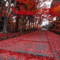 Red Maple Autumn Path In Kyoto Japan