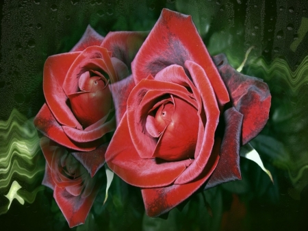 Red Roses - flowers, red, two, roses