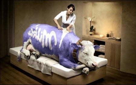 Ultimate Moossage - Table, Cow, massage, funny