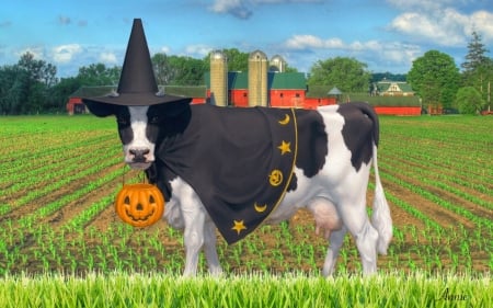 Halloween Cow (for Elaine) - halloween, nature, cornfield, farm, cow, animal, funny, barn