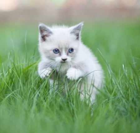 white kitten in the grass - white, animals, cats, grass, kitten