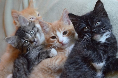 four cute kittens - kittens, animals, cats, four, cute