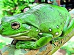 BIG FRACTAL FROG