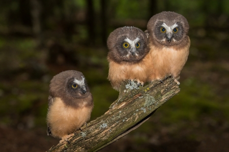 Owls - bird, pasare, trio, owl, bufnita