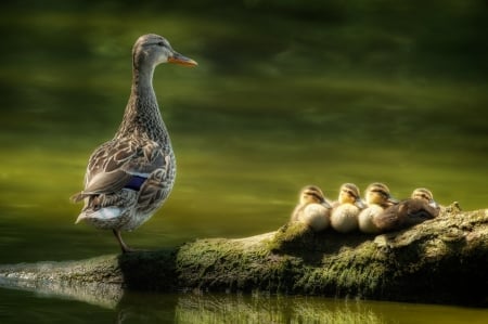 :-) - duck, duckling, water, summer, cute, mother, baby