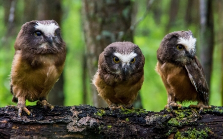 Owls