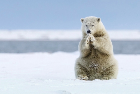 Please, God, give me a friend! - urs, white, animal, winter, funny, snow, polar bear