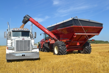 winter wheat grain - winter, wheat, grain, truck