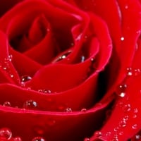 Red Rose And Bubbles