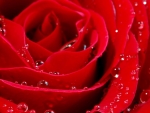 Red Rose And Bubbles