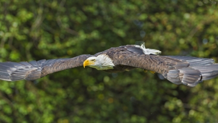 American Eagle - bird, eagle, animal, flight, wings