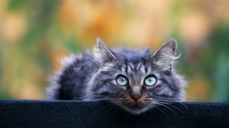 Curious Cat - fluffy, cat, eyes, animal, kitten, curious