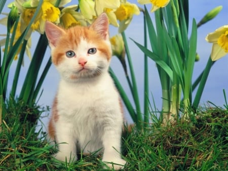 cute kitten in daffodills