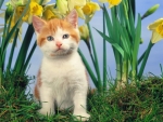 cute kitten in daffodills