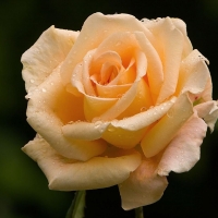 Lovely Orange Rose