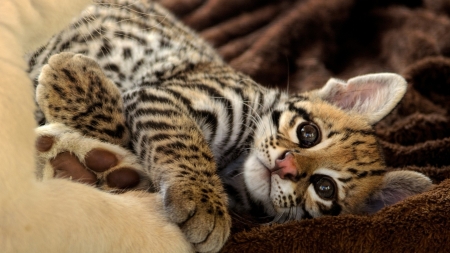 Kitten - bengal, animal, pisica, kitten, paw, cute, cat