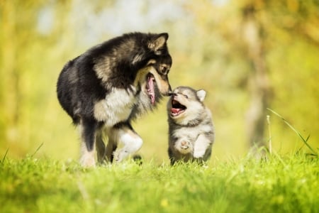 Running with my mommy - animal, caine, cute, mother, puppy, running, couple, dog