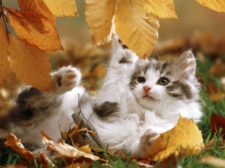 Playful kitten - paw, autumn, cat, leaf, pisica, kitten, yellow, orange, toamna, cute