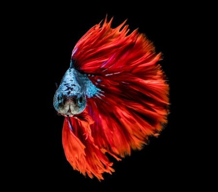 Fish - red, fish, colour, head, blue