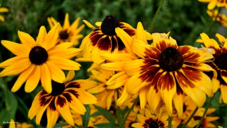 Kwiaty Rudbekia - Makro, Rudbekia, Zolte, Kwiaty