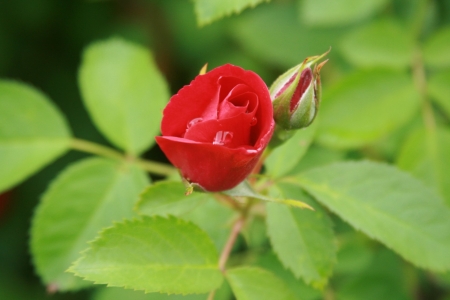 Flowers Bloom - Red, green, leaves, Roses