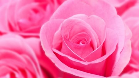 Delicate pink roses - love, flowers, plants, pink