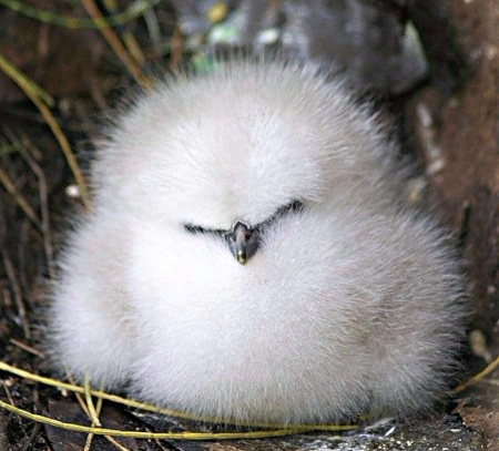 White Fluffy Bird - Fluffy, Animals, Bird, Baby