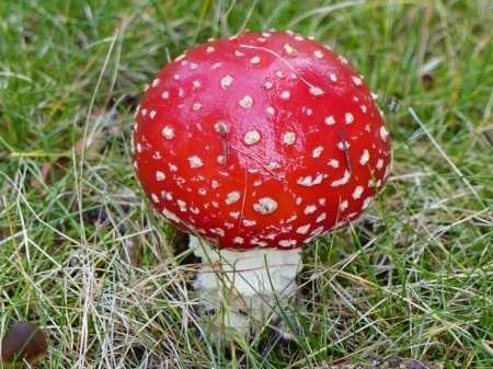 Amanita(death Cap) - fall, white, mushroom, garden, red, spots, grass