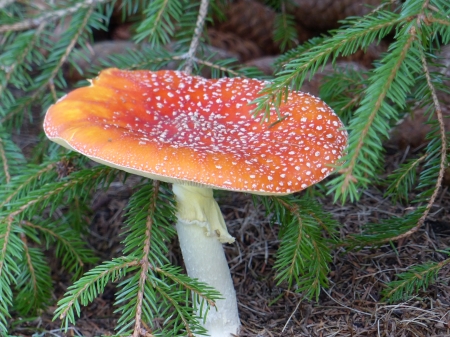 Amanita (death cap) - colors, mushroom, fall, garden