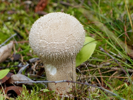 Mushroom - fall, garden, muschroom, grass, color