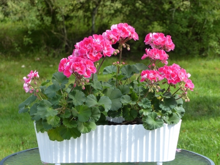 Geranium - pot, trees, summer, table, grass, pink, flowers, garden, geranium